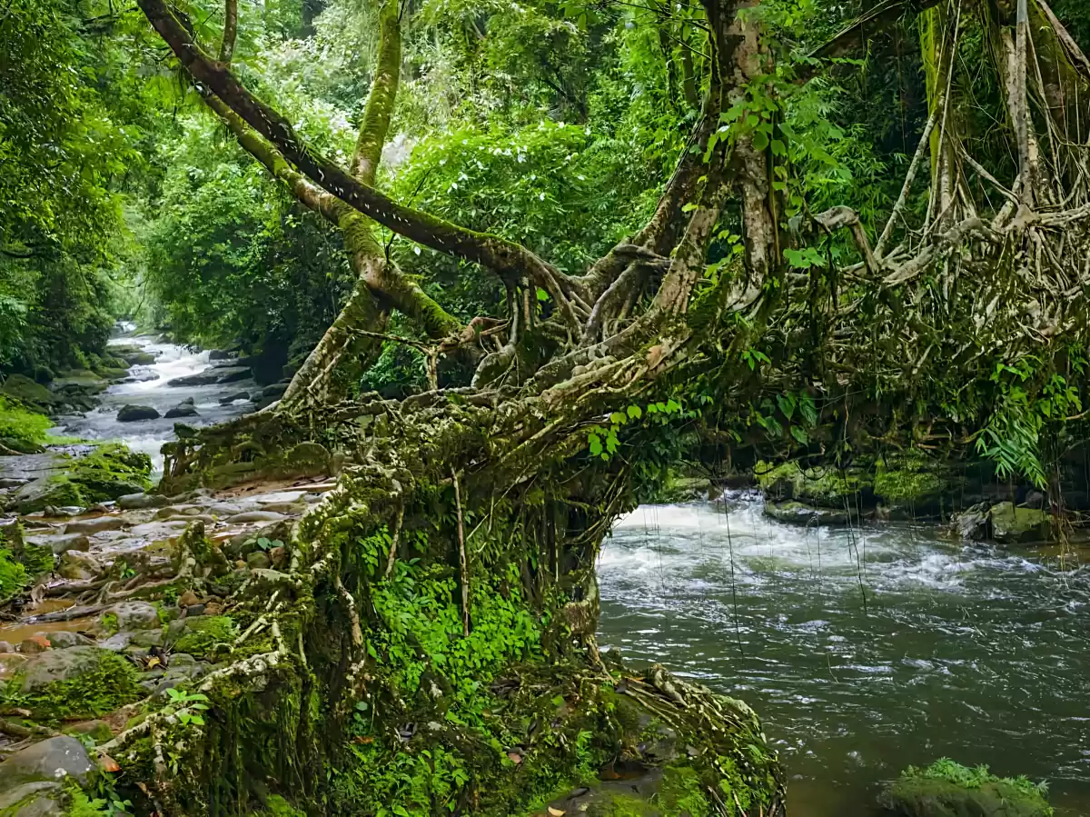 Riwai Living Root Bridge Cherrapunji during sunny day, featuring double decker woven root bridge rainforest trees flowing stream rocks mossy banks, perfect trekking adventure Cherrapunji Meghalaya tour package. ​