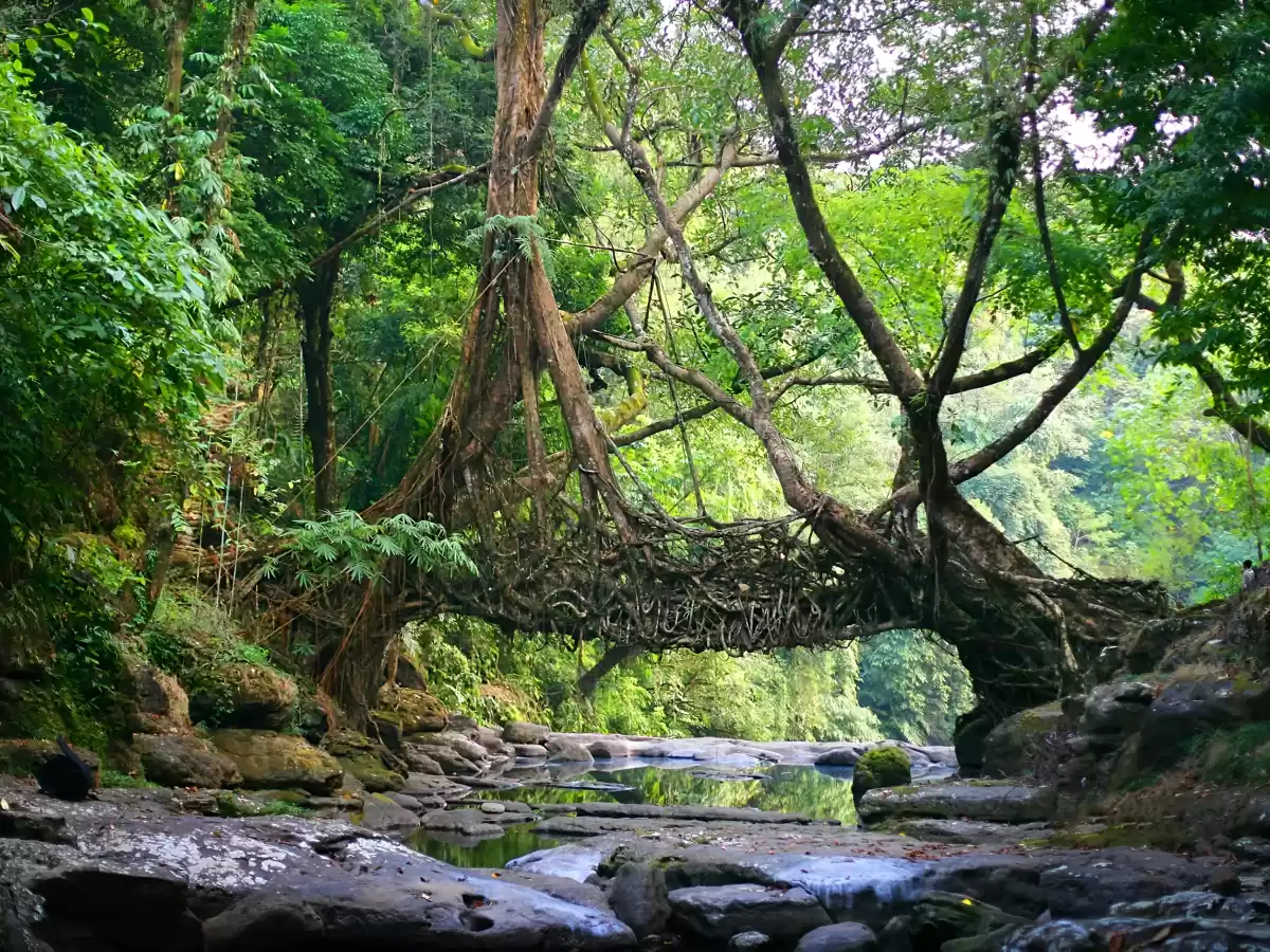 Riwai Living Root Bridge Cherrapunji during sunny day, featuring woven tree roots bridge rainforest trees river rocks reflections, perfect trekking adventure Cherrapunji Meghalaya tour package.