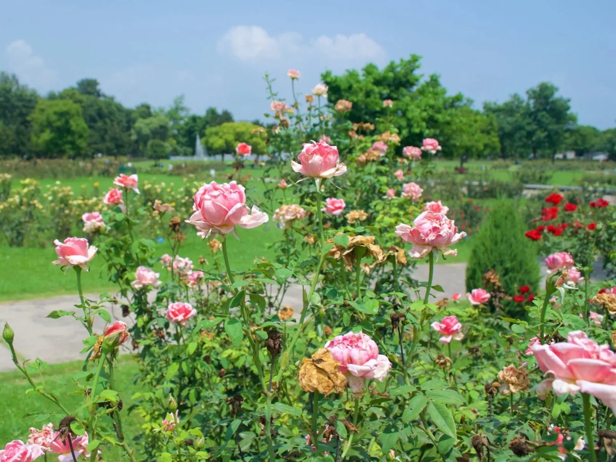 Rose Garden Coonoor pink rose beds during sunny day, featuring vibrant blooms, trees and blue sky backdrop, perfect Tamil Nadu tour package.