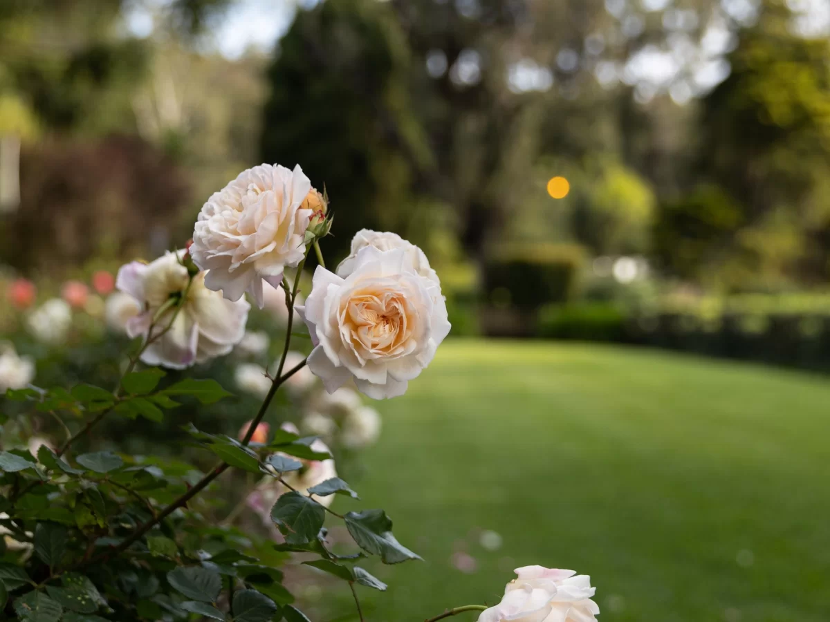 Rose Garden Coonoor peach roses during golden hour sunset, featuring creamy blooms and green garden backdrop, perfect Tamil Nadu tour package.
