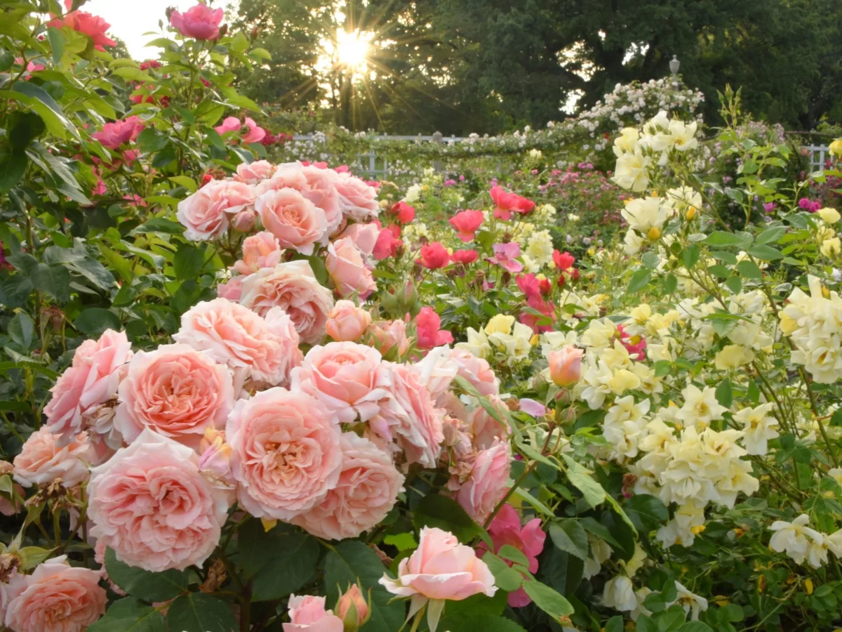 Rose Garden Coonoor vibrant roses during golden hour, featuring pink blooms, yellow flowers and lush greenery, perfect Tamil Nadu tour package.