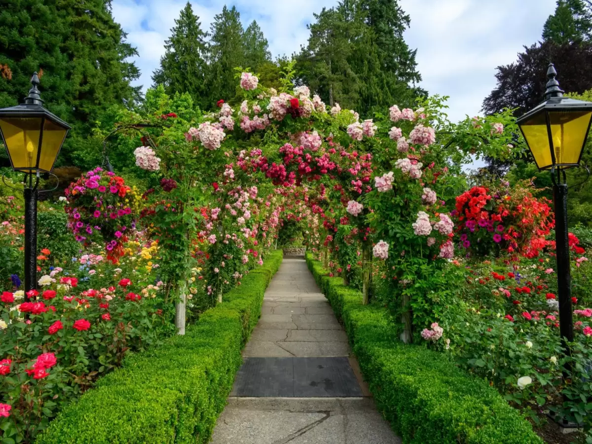 Rose Garden Coonoor floral arch during sunny day, featuring pink rose tunnel, lanterns and green backdrop, perfect Tamil Nadu tour package.