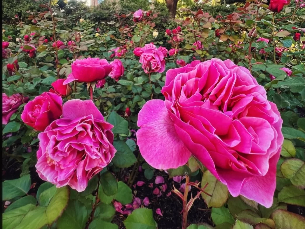 Rose Garden, vibrant pink roses in full bloom surrounded by lush green foliage and landscaped park setting