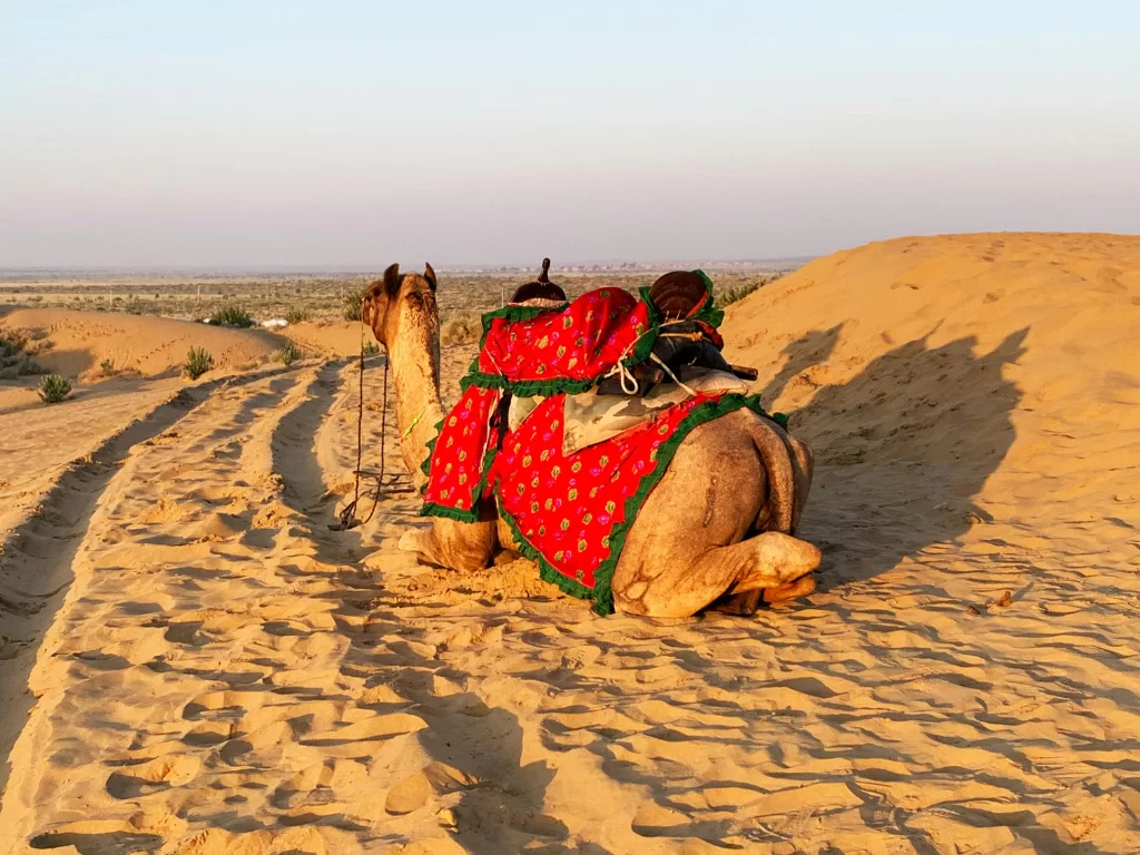 Decorated camel at Jaisalmer sand dunes during twilight, featuring red embroidered saddle, dunes backdrop, perfect adventure experience in Rajasthan tour package.