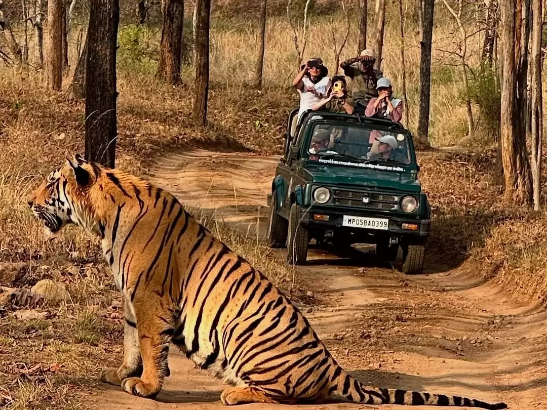Tiger sighting during jeep safari at Satpura National Park in Madhya Pradesh with visitors observing wildlife, featured in Madhya Pradesh tour packages