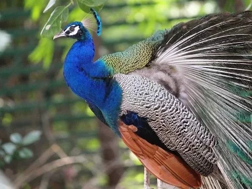 Sayaji Baug Zoo Vadodara popular zoological park featuring diverse wildlife and family-friendly attractions in Gujarat.