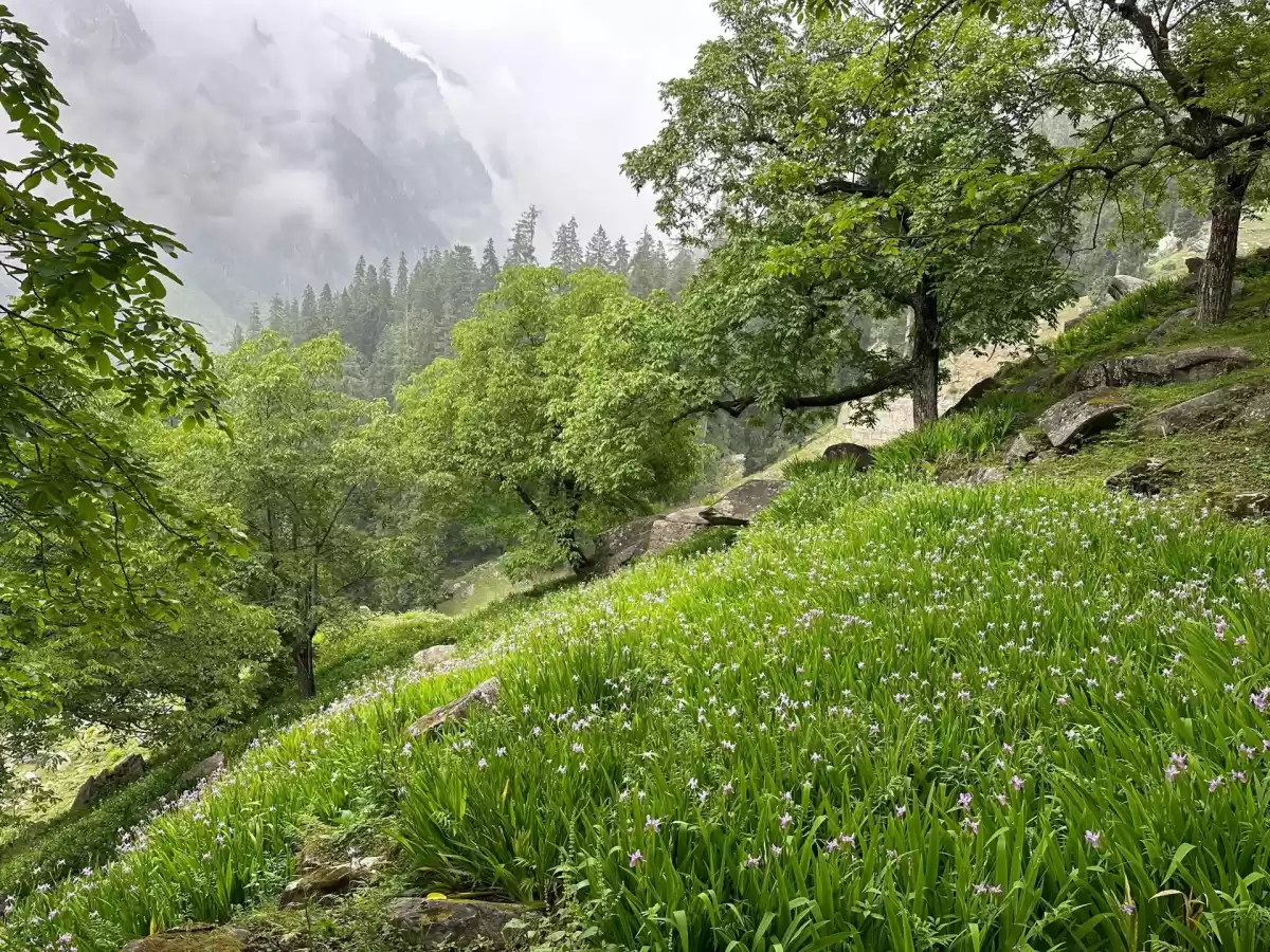 Sethan Valley near Manali featuring lush green meadow with blooming wildflowers, pine trees, and mist-covered Himalayan mountains in the background.