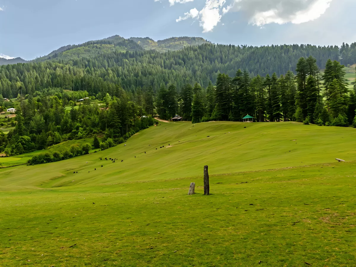 Shangarh Meadow featuring vast lush green grasslands surrounded by dense pine forests, rolling hills, and distant mountain slopes under a clear sky in Himachal Pradesh.