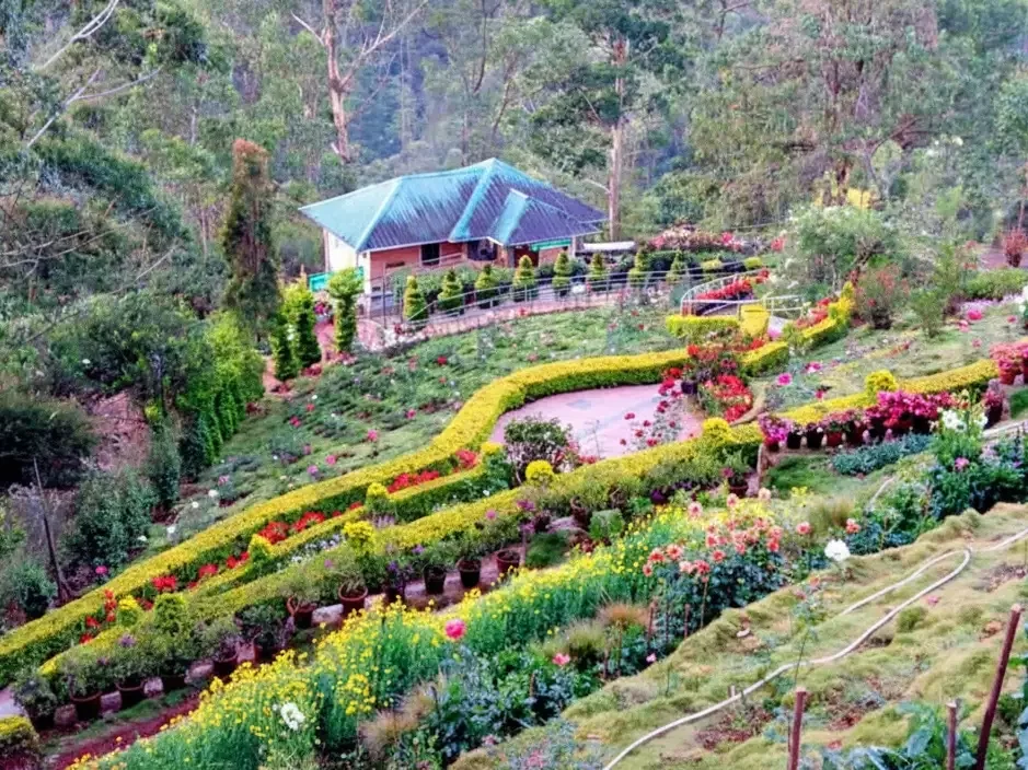 Sharon Flower Garden in Munnar, colorful hillside garden with vibrant blooms and scenic views.