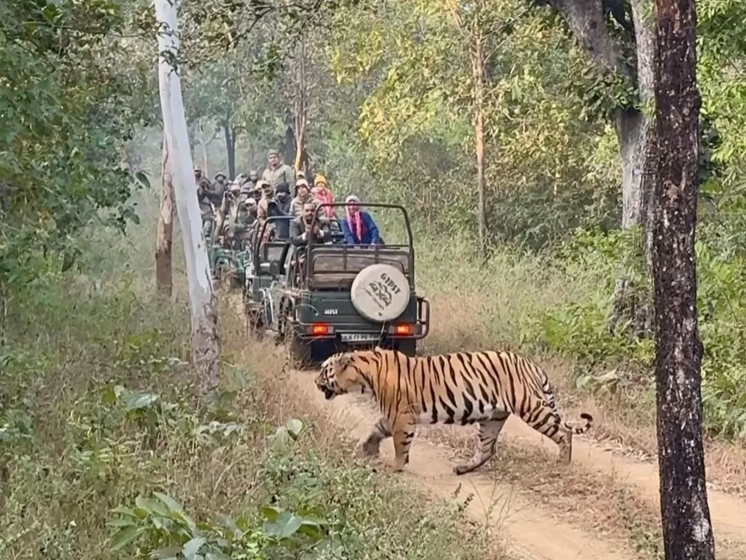 Tiger crossing a forest trail during a safari at Shri Bhimashankar Jyotirling Wildlife Reserve in Maharashtra, a popular wildlife experience included in Maharashtra tour packages.