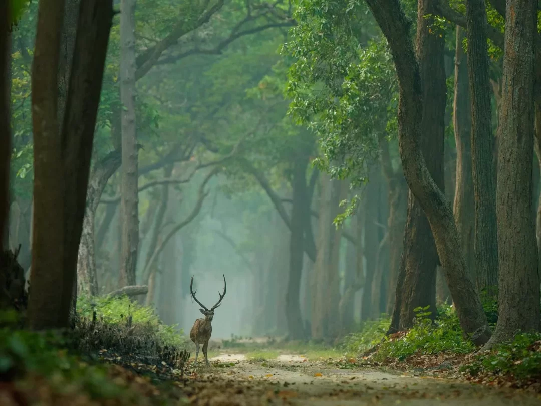 Sigem Daporijo Reserve Forest dense green woodland with a deer walking along a misty trail in Arunachal Pradesh Tour Package.