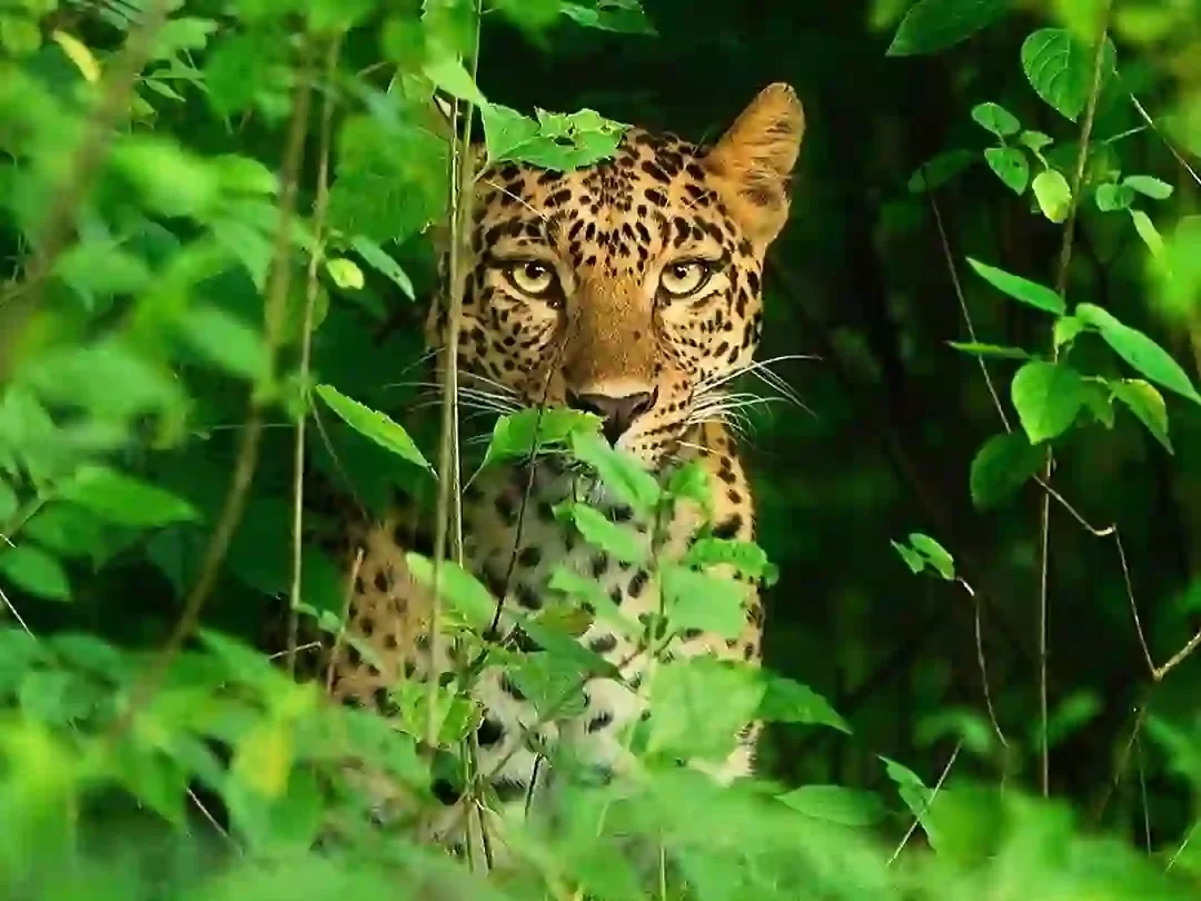 Sijhora Zone Kanha National Park leopard sighting in dense forest habitat in Madhya Pradesh tour packages