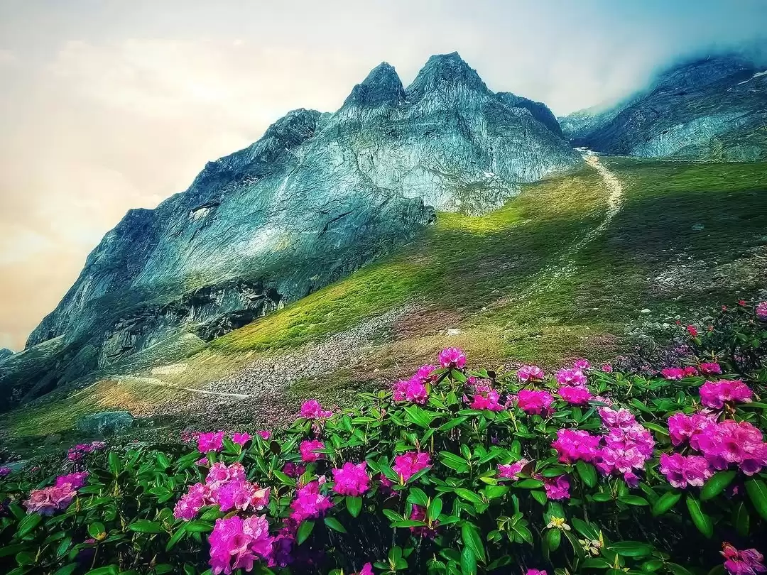 Shingba Rhododendron Sanctuary North Sikkim alpine flower valley with vibrant rhododendrons and Himalayan peaks