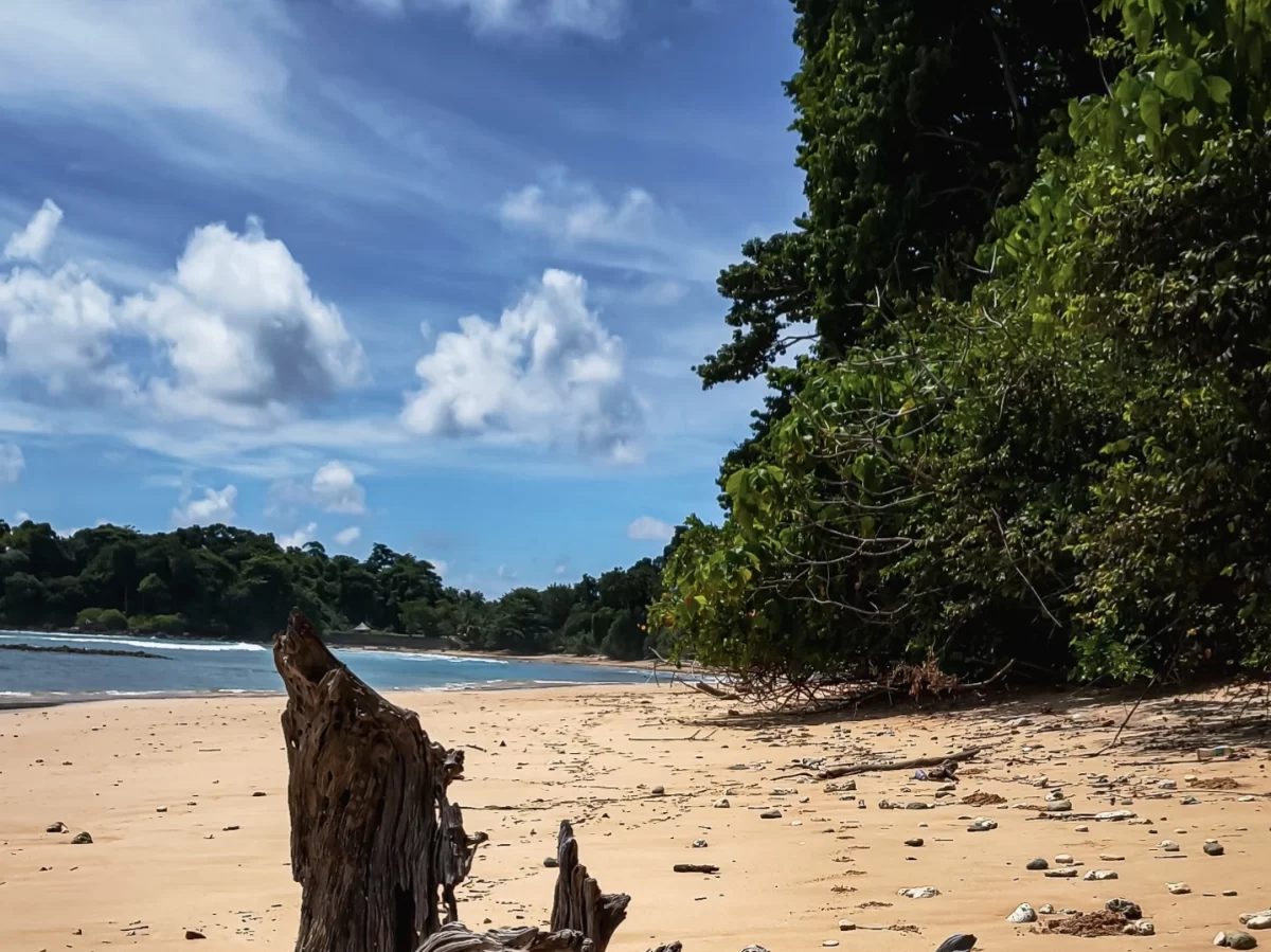 Driftwood and forested shore at Sitapur Beach in Neil Island at midday, featuring golden sand and blue sky, perfect Andaman beach tour package