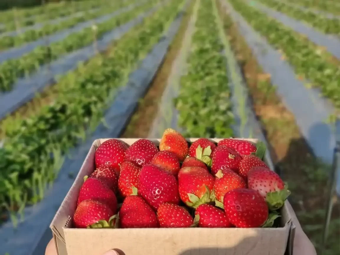 Laxmi Strawberry Farms in Mahabaleshwar with fresh strawberry fields view Maharashtra tour packages