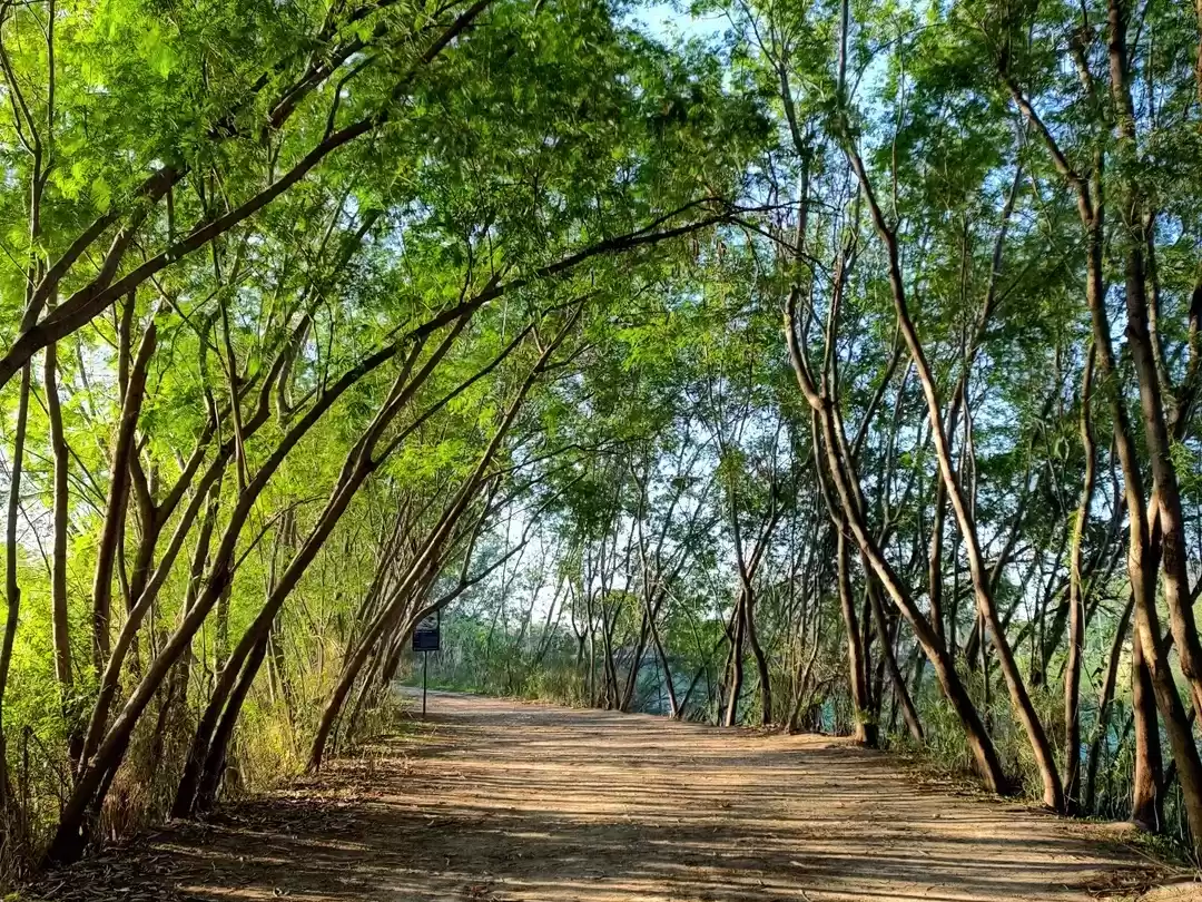 Tree-lined walking path at Sukhna Wildlife Sanctuary Chandigarh during sunny day, featuring arched green canopy, dirt trail, perfect nature Chandigarh tour package.