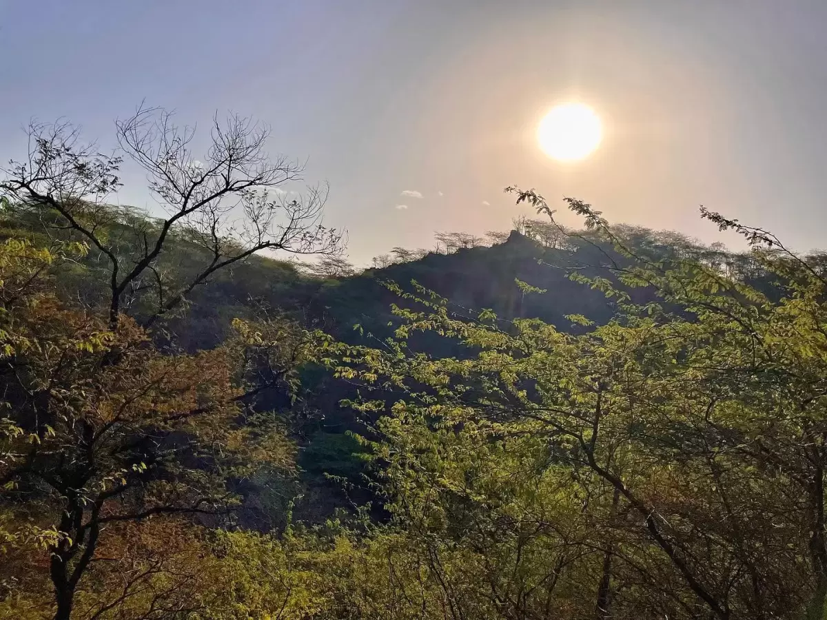 Tree-lined walking path at Sukhna Wildlife Sanctuary Chandigarh during sunny day, featuring arched green canopy, dirt trail, perfect nature Chandigarh tour package.