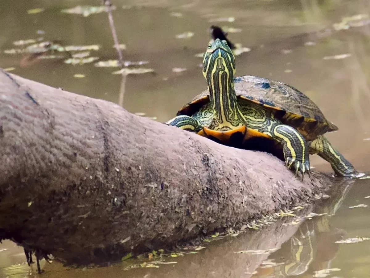 Red-eared slider turtle at Sukhna Wildlife Sanctuary Chandigarh during sunny day, featuring log perch, pond reflections, perfect wildlife Chandigarh tour package.