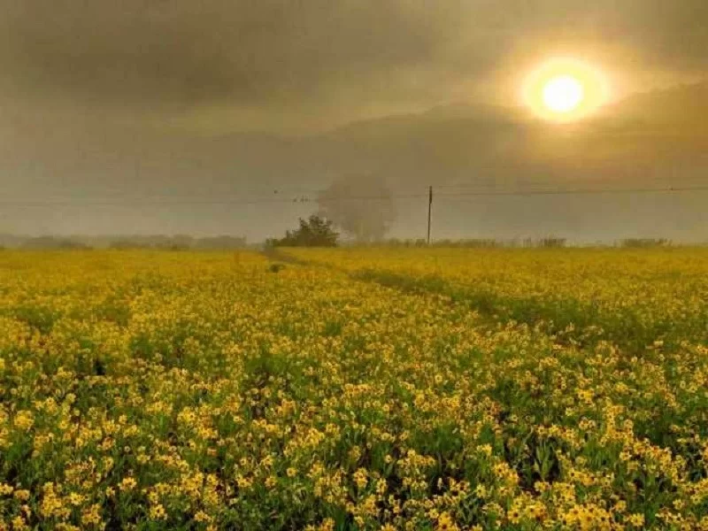 Susan Garden scenic flower fields at sunrise in Andhra Pradesh tour packages.