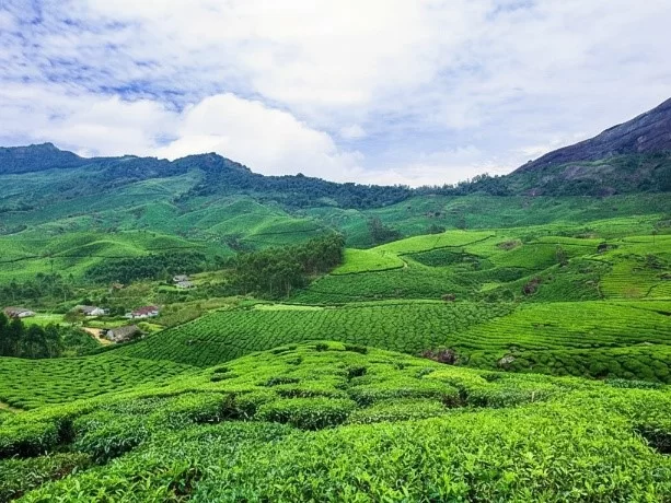 Tea Park lush green tea plantations and the rolling hills of the Nilgiris at the Government Tea Park in Ooty.