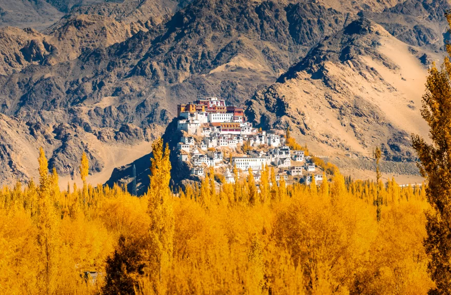 Thiksey Gompa resembling Potala Palace near Leh Ladakh during golden autumn hour, featuring white multi-tiered buildings golden poplar trees rugged mountains, perfect spiritual heritage experience with Thiksey Gompa Ladakh tour package. 