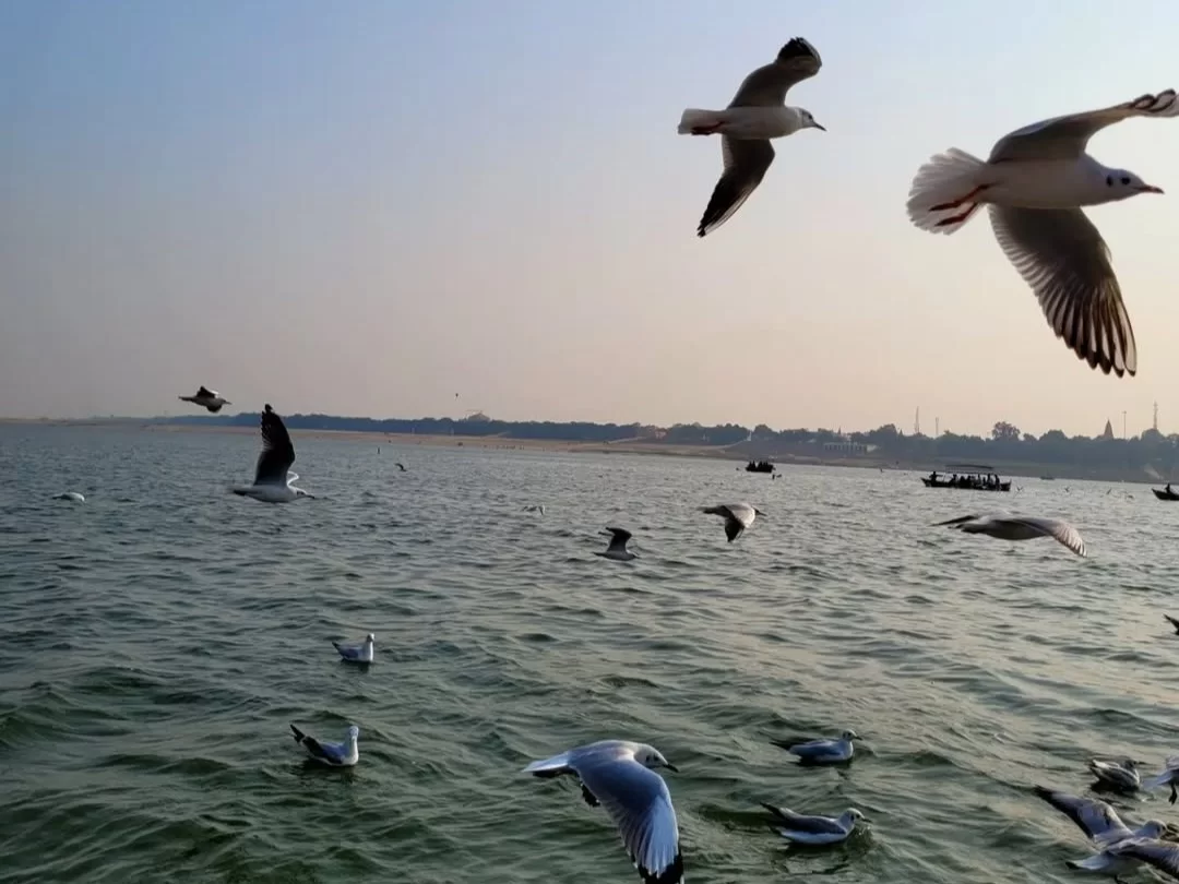 Triveni Sangam Prayagraj evening dusk, flying seagulls boats river ghats skyline, perfect Uttar Pradesh tour package.