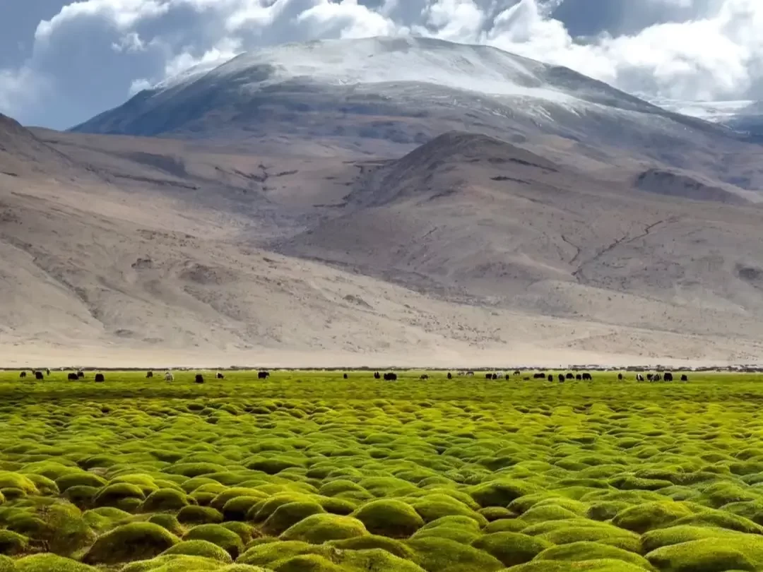 Lush green meadows near Tso Moriri in Ladakh during cloudy skies, featuring snow-capped mountains and vast pastures, perfect adventure experience with Ladakh tour package. 