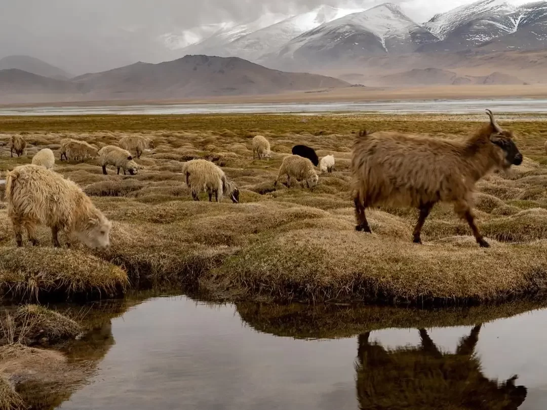Herd of goats grazing near Tso Moriri in Ladakh during overcast skies, featuring snow mountains, golden meadows and water reflections, perfect wildlife adventure with Ladakh tour package. 