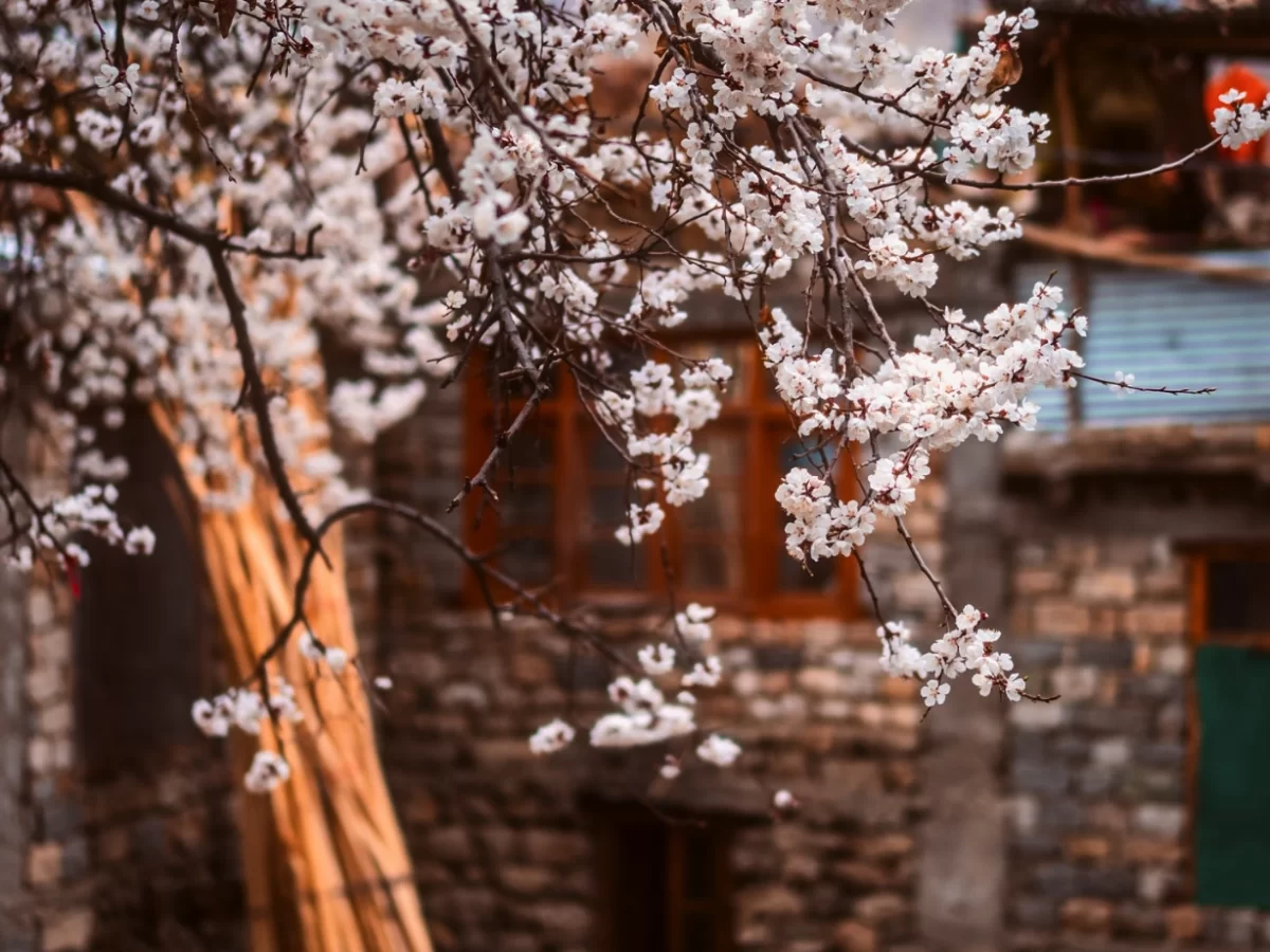 Cherry blossoms on apricot trees by stone houses at Turtuk Nubra Valley Ladakh during spring, featuring wooden windows and mountain backdrop, perfect adventure experience Ladakh tour package.