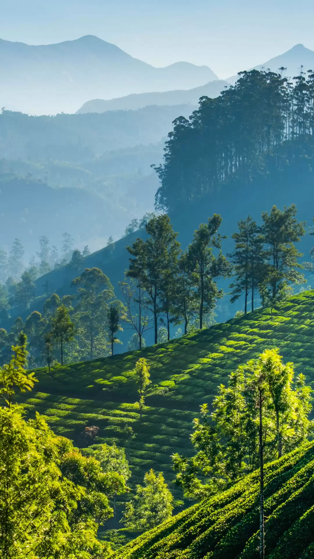 Lush green tea gardens rolling across misty hills with tall pine trees and layered mountain views in Darjeeling, a scenic highlight included in West Bengal tour packages.