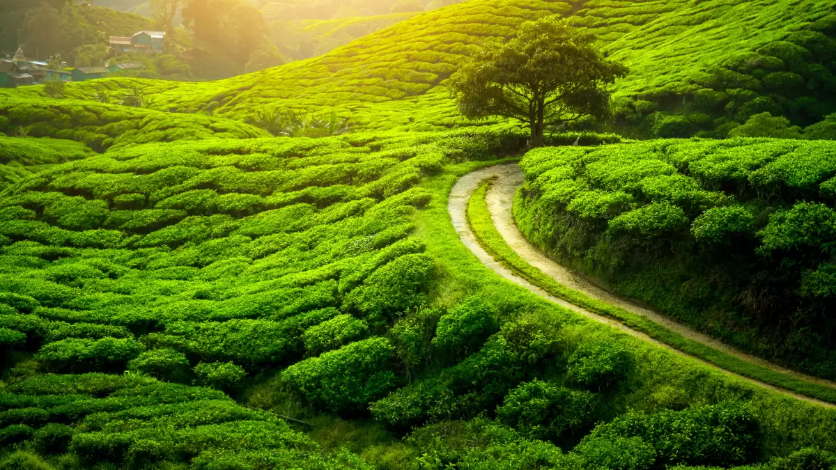 Darjeeling Tea Gardens scenic plantation hills with winding path in West Bengal tour packages.