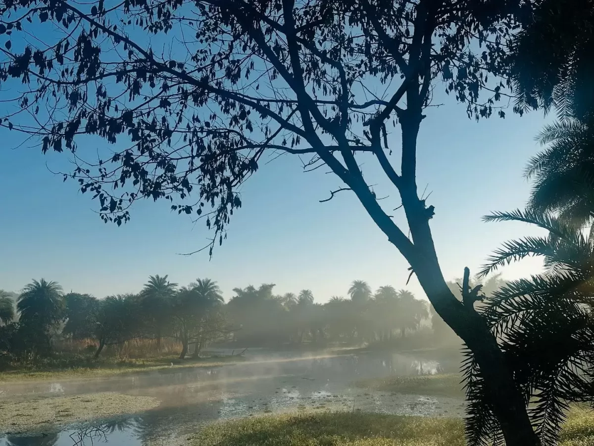 Misty lake at Van Vihar Manali during dawn fog, featuring palm trees overhanging branches and serene water reflections, perfect nature experience Himachal Pradesh tour package.