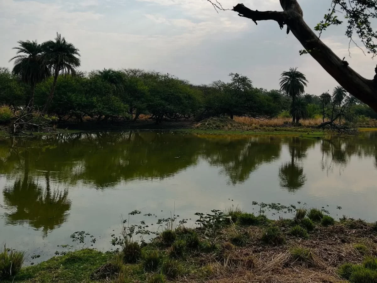 Serene lake at Van Vihar Manali during overcast skies, featuring palm trees green reflections and marshy banks, perfect nature experience Himachal Pradesh tour package.