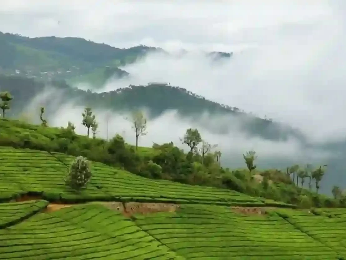 Coonoor View Point, scenic Nilgiri Hills viewpoint overlooking lush tea gardens in Tamil Nadu.