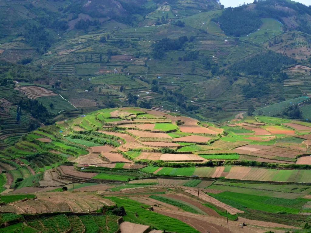Terraced agricultural fields near Poombarai village close to Kodaikanal, featuring expansive layered green and brown patches across rolling hills, perfect Tamil Nadu countryside tour package