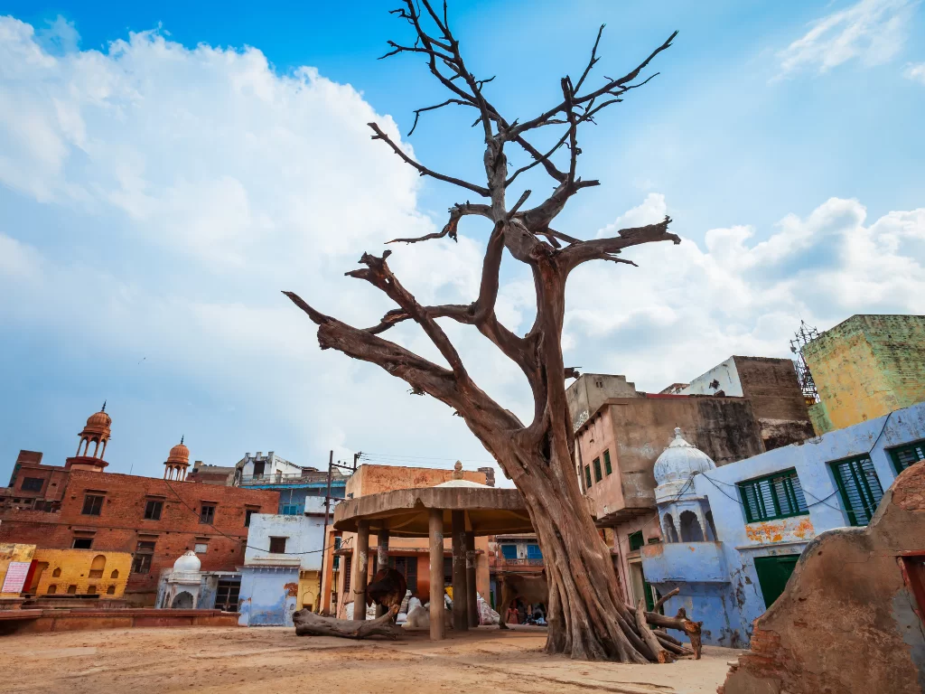 Banyan tree at Vishram Ghat Mathura under clear blue skies, featuring colorful temples and traditional pavilions, perfect cultural Mathura Vrindavan tour package