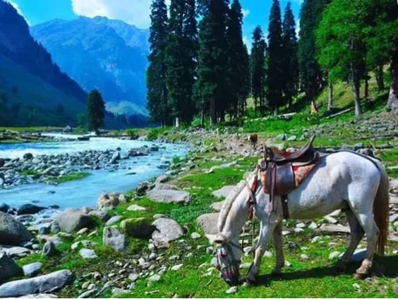 White horse grazing in Aru Valley Pahalgam at sunset, featuring pine forests meadows and Himalayan mountains, perfect romantic experience Kashmir tour packages.