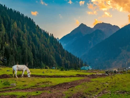 White horse grazing in Aru Valley Pahalgam at sunset, featuring pine forests meadows and Himalayan mountains, perfect romantic experience Kashmir tour packages.