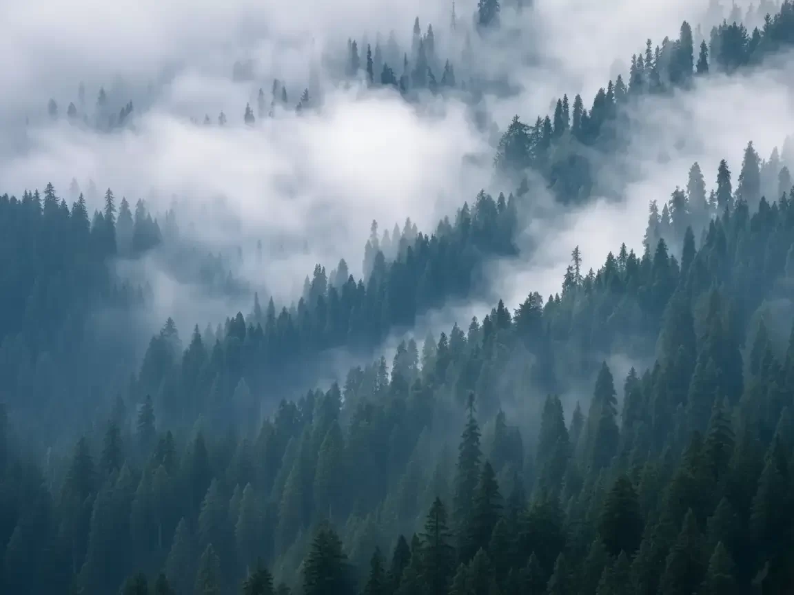 Dense misty pine forests in Aru Valley Pahalgam during foggy morning, featuring deodar trees and mountain slopes, perfect adventure experience Kashmir tour packages.