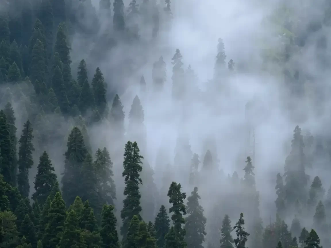 Misty pine forests in Aru Valley Pahalgam during foggy weather, featuring dense deodar trees and Himalayan slopes, perfect adventure experience Kashmir tour packages.