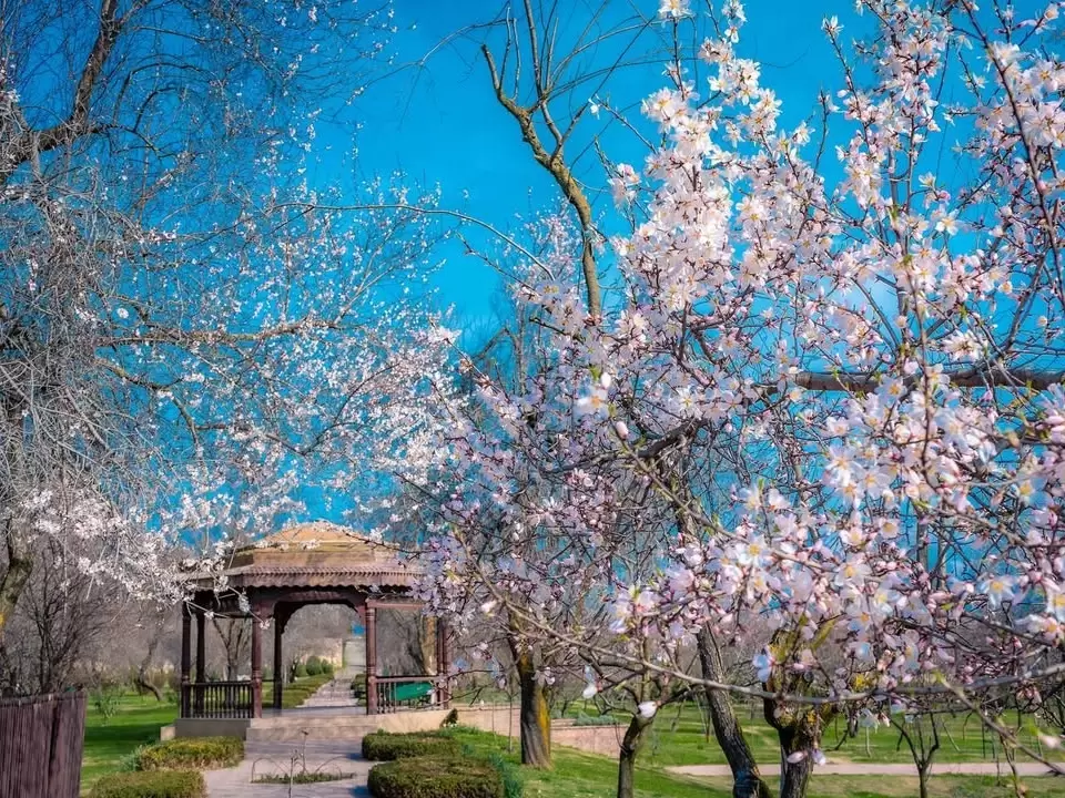 Badamwari Srinagar pavilion surrounded almond blossoms bare trees blue sky featured in Kashmir tour packages