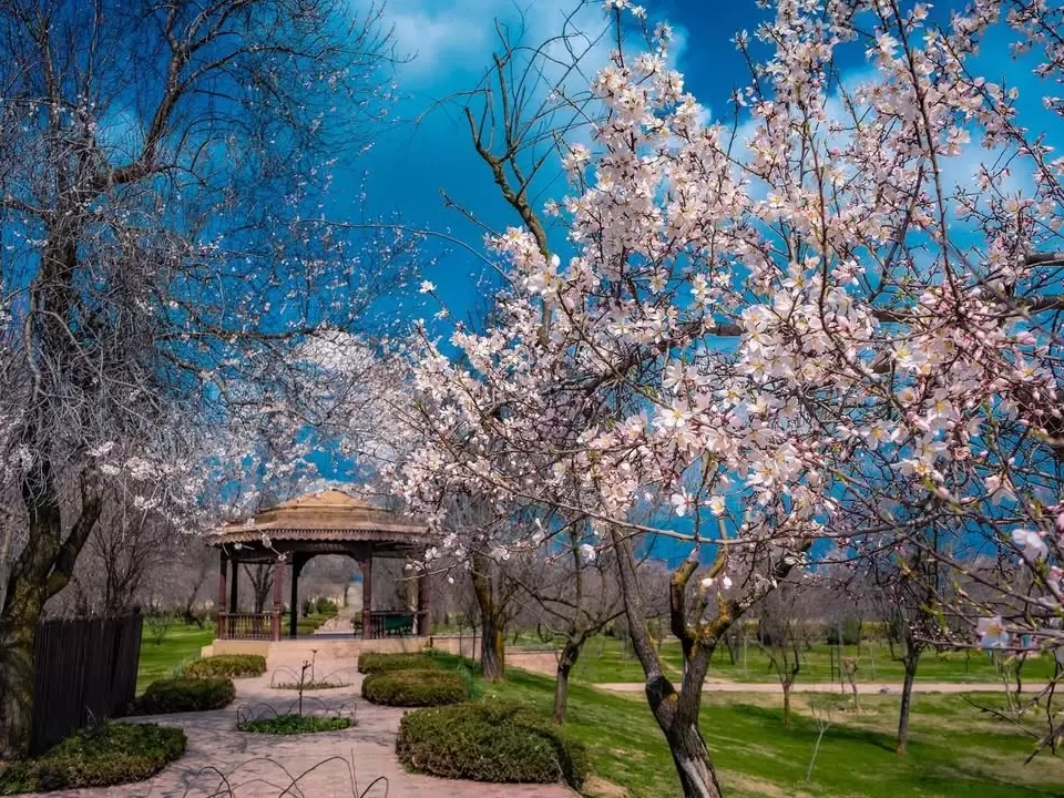 Badamwari Srinagar pavilion gazebo almond blossoms bare trees blue sky featured in Kashmir tour packages