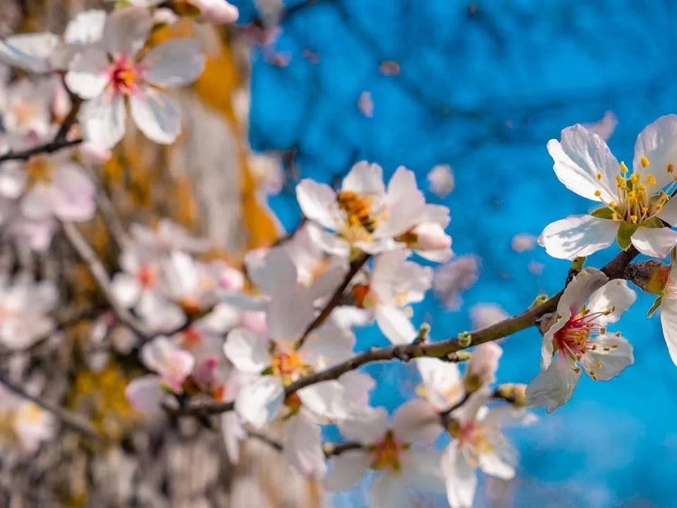 Badamwari Srinagar close-up almond blossoms bee blue sky featured in Kashmir tour packages