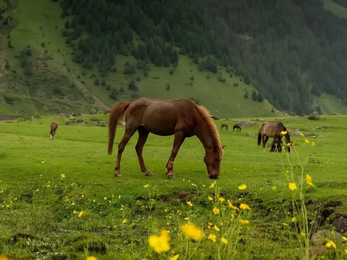 Doodhpathri Kashmir meadow wild brown horses grazing yellow flowers, misty pine hills lush green pastures Pir Panjal backdrop, perfect Budgam Valley horse meadow package.