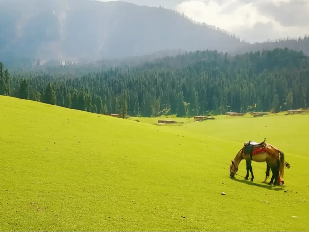 Doodhpathri Kashmir lush green meadow saddle horse grazing Pir Panjal peaks, pine forests shepherd huts cloudy hills, perfect Budgam Valley pony meadow package.