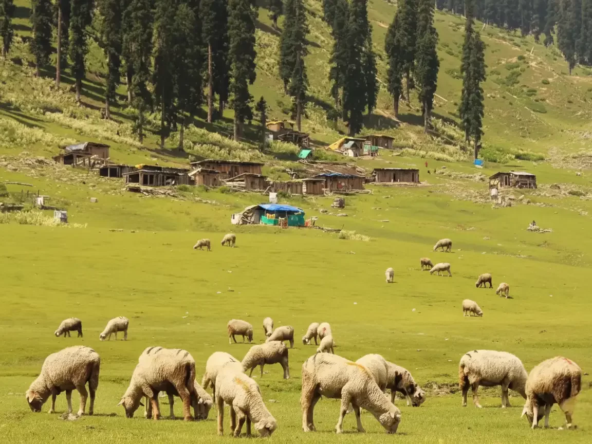 Doodhpathri Kashmir lush green meadow grazing sheep shepherd huts, pine forested hills blue tents Pir Panjal backdrop, perfect Budgam Valley pastoral flock package.