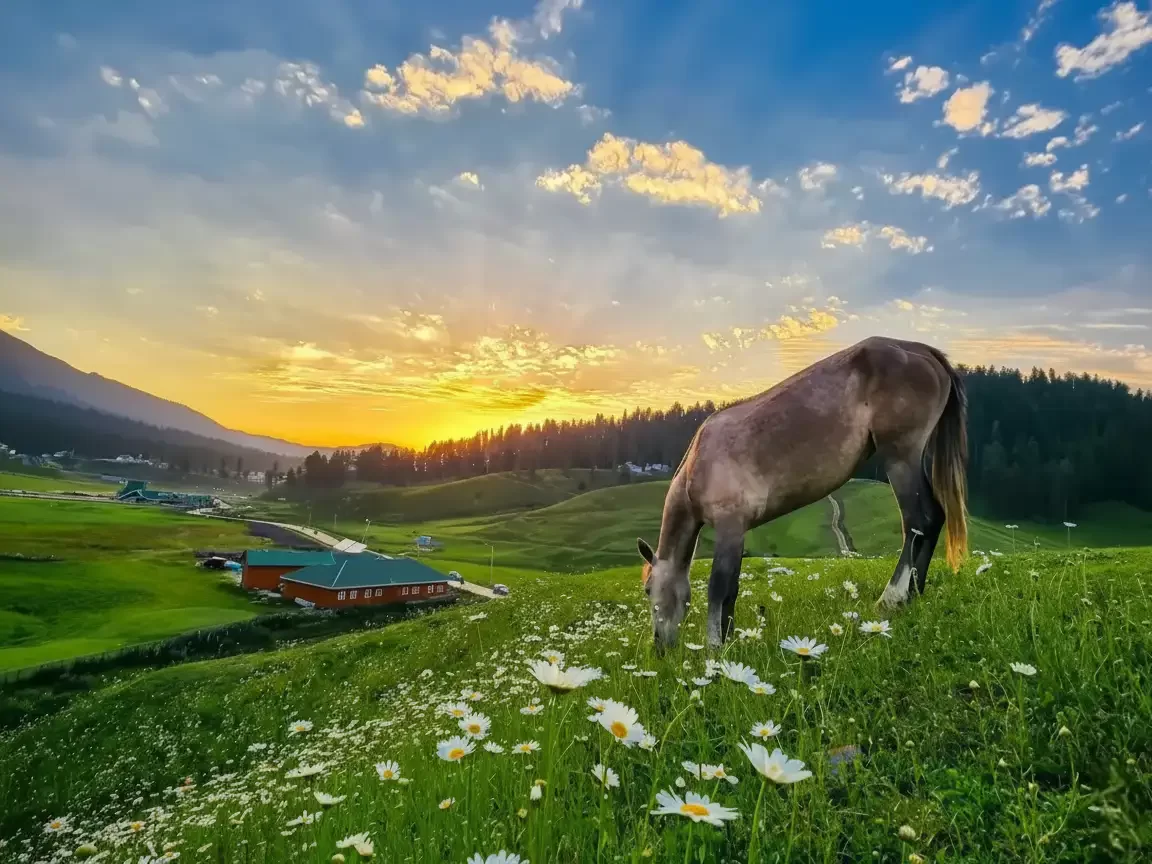 Gulmarg Kashmir brown horse grazing white daisies green meadows sunset orange rays pine forests red roof huts mountains blue skies, perfect equestrian floral highland tour package