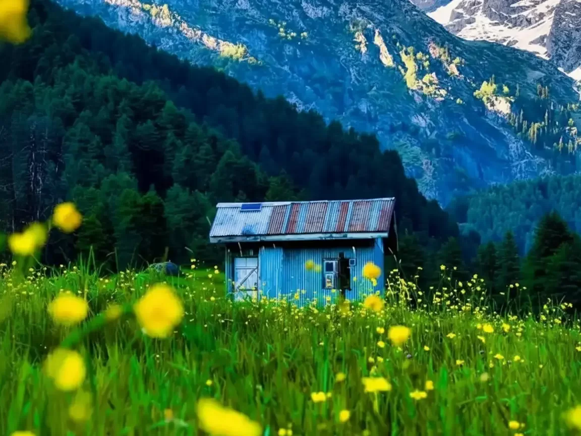 Gulmarg Kashmir blue rusty roof wooden hut yellow buttercup flowers green meadows pine forests snowy mountains sunlight blue skies, perfect alpine floral cottage Himalayan tour package. 