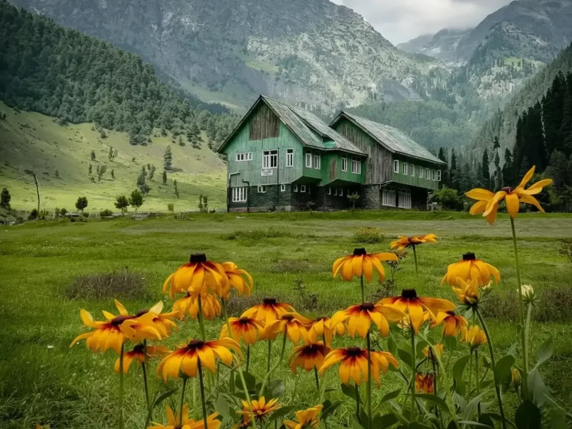 Gulmarg Kashmir green wooden cottages yellow sunflower flowers green meadows pine forests misty snowy mountains clouds blue skies, perfect alpine floral stay Himalayan tour package. 
