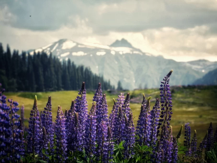Gulmarg Kashmir purple lupine flower field green meadows pine forests snowy Apharwat peak grey cloudy skies, perfect floral valley Himalayan meadow tour package.